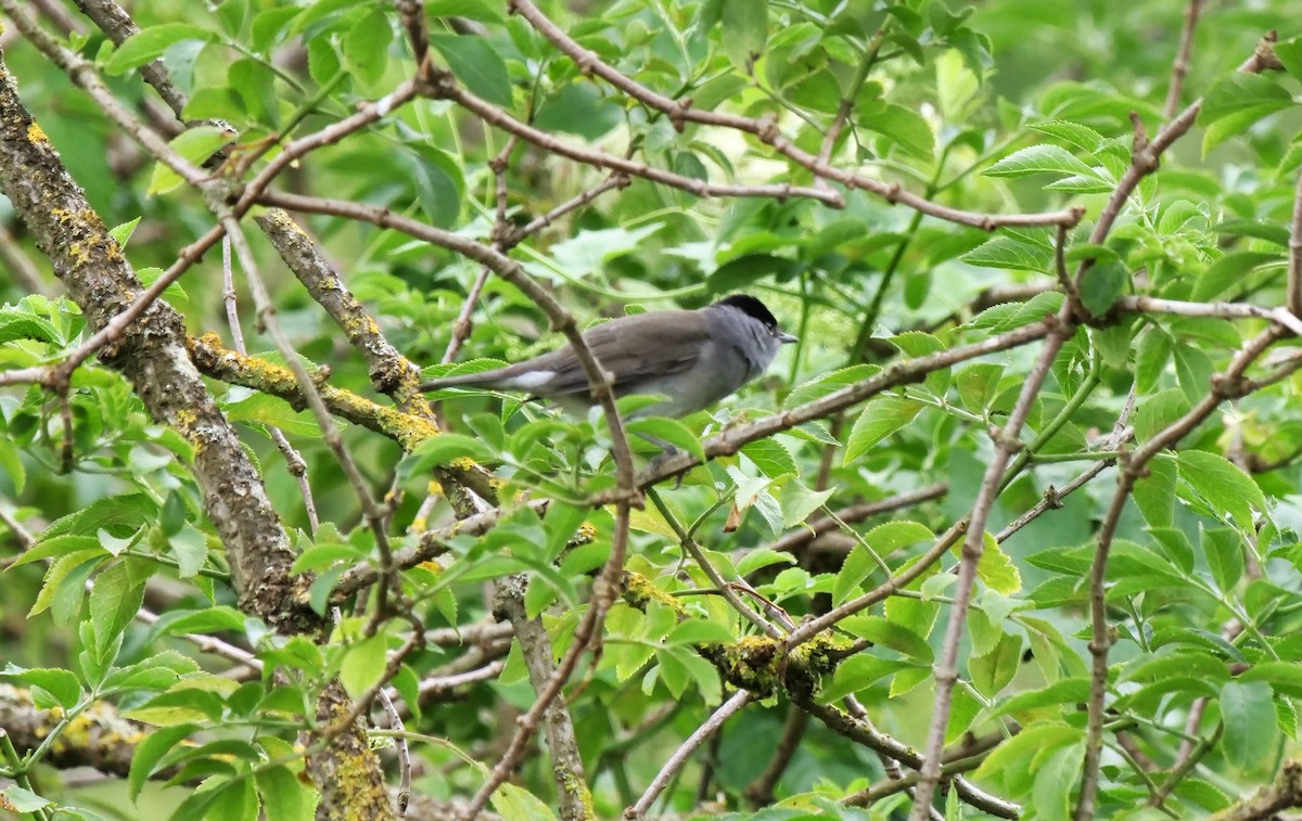 Eurasian Blackcap - Teresa García