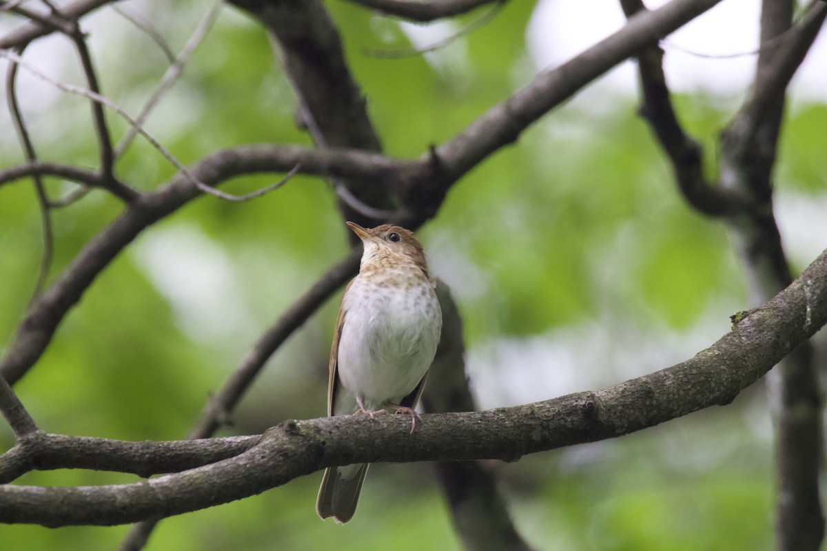 Veery - ML619191964