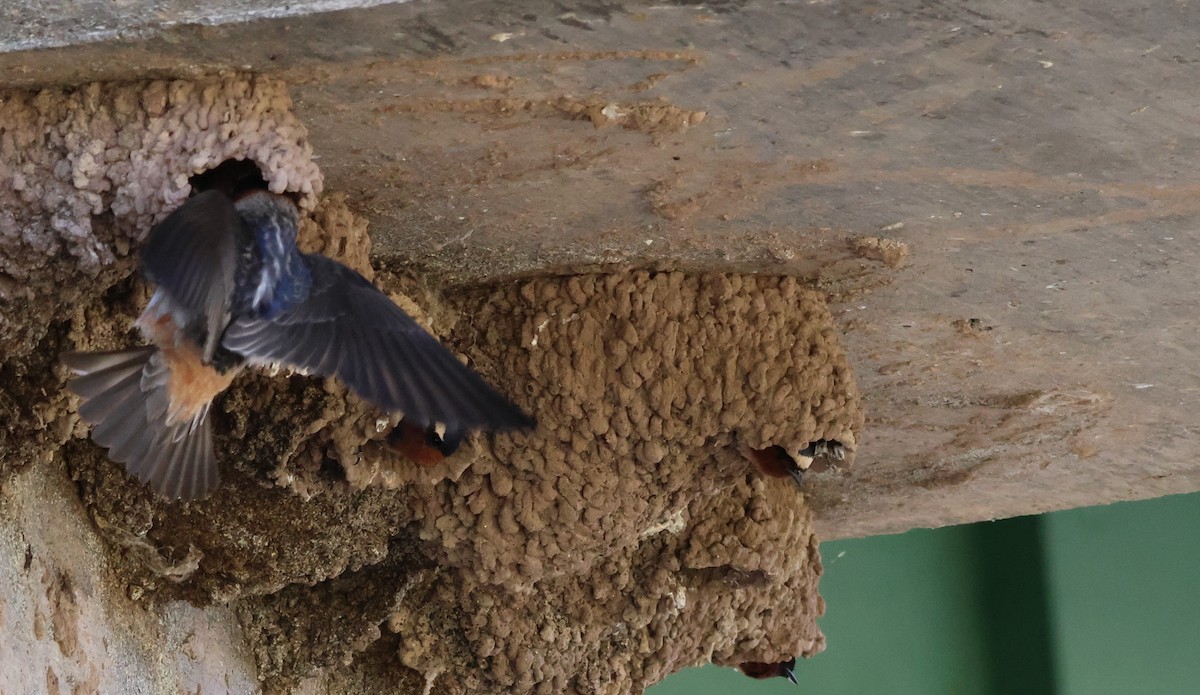 Golondrina Risquera - ML619191968