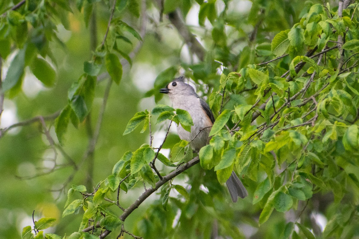 Tufted Titmouse - Dawn S