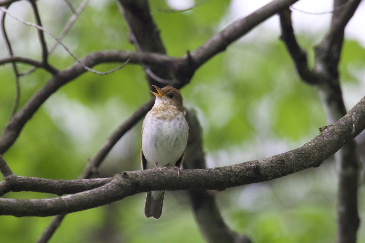 Veery - ML619191979