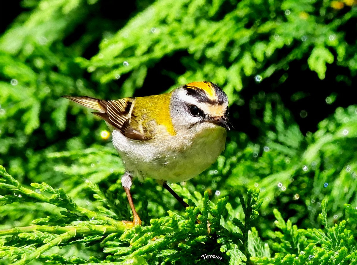 Common Firecrest - Teresa García