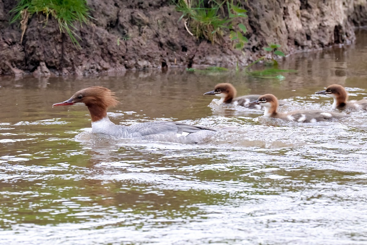 Common Merganser - Richard Styles