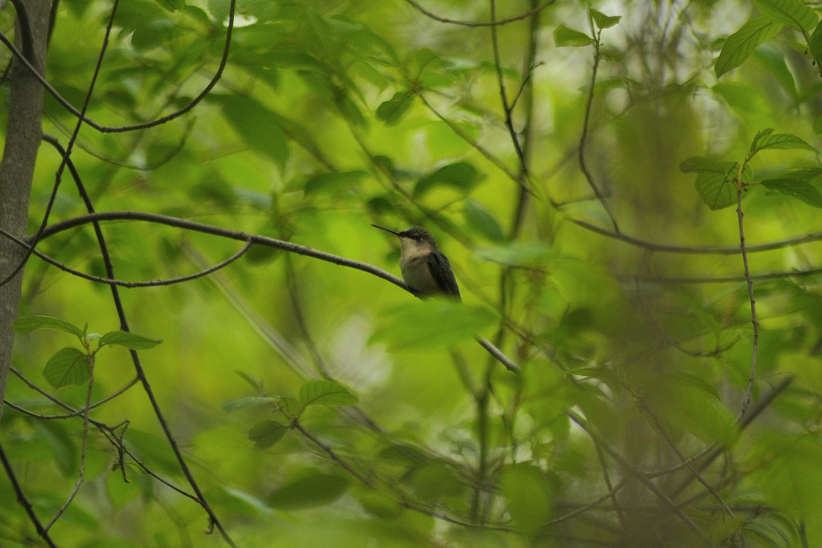 Ruby-throated Hummingbird - ML619192019
