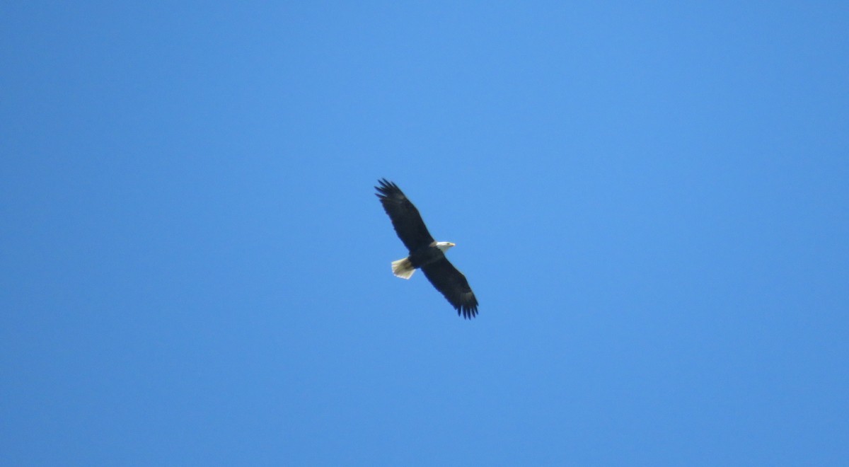 Bald Eagle - Michel Turcot