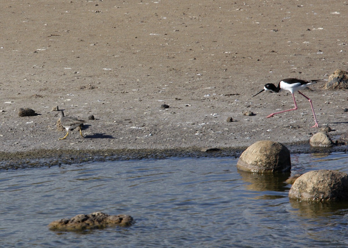 Black-necked Stilt (Hawaiian) - ML619192056