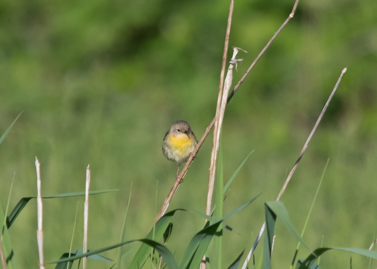 Common Yellowthroat - Nick Balachanoff