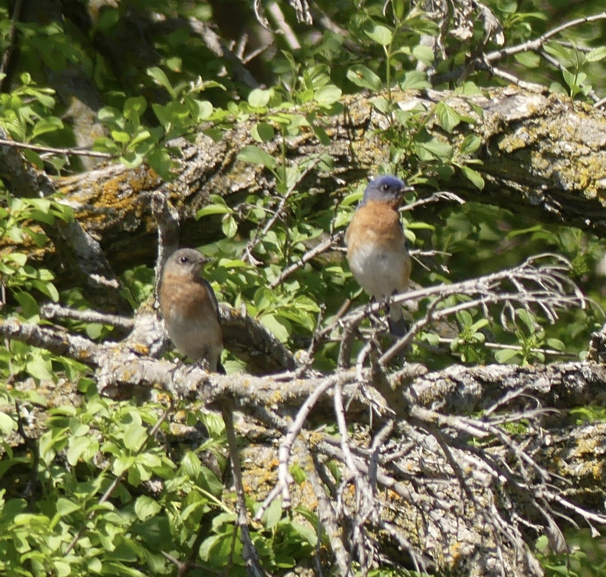 Eastern Bluebird - ML619192073