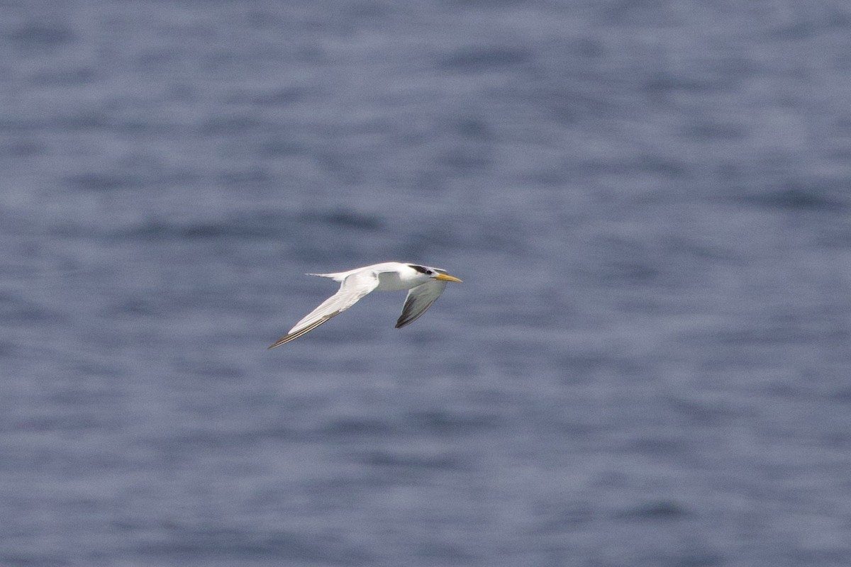 Lesser Crested Tern - John Bruin