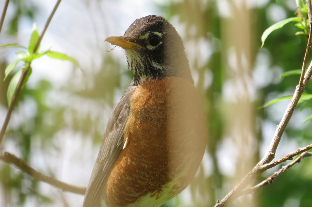 American Robin - Mayuko Fujino