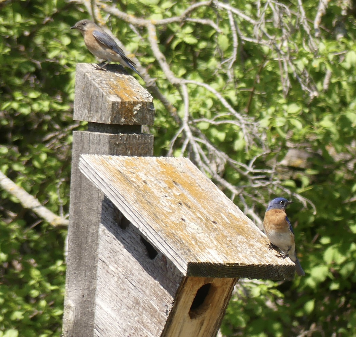 Eastern Bluebird - ML619192091