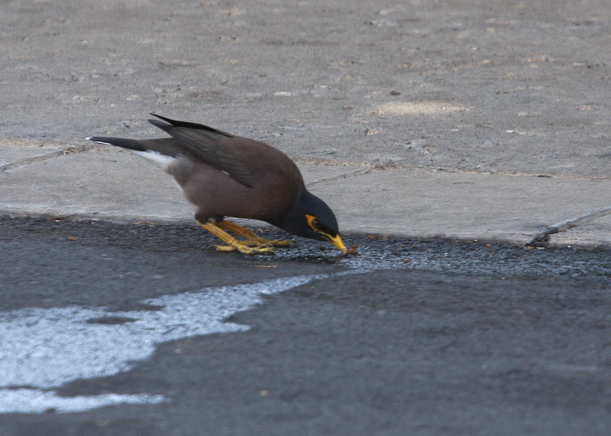 Common Myna - ML619192101