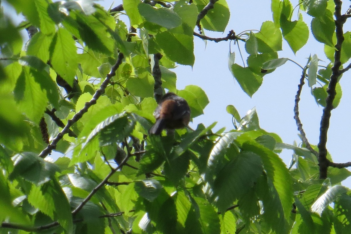 Orchard Oriole - Mayuko Fujino