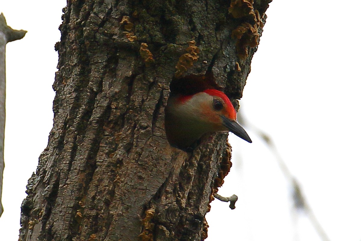 Red-bellied Woodpecker - John Manger