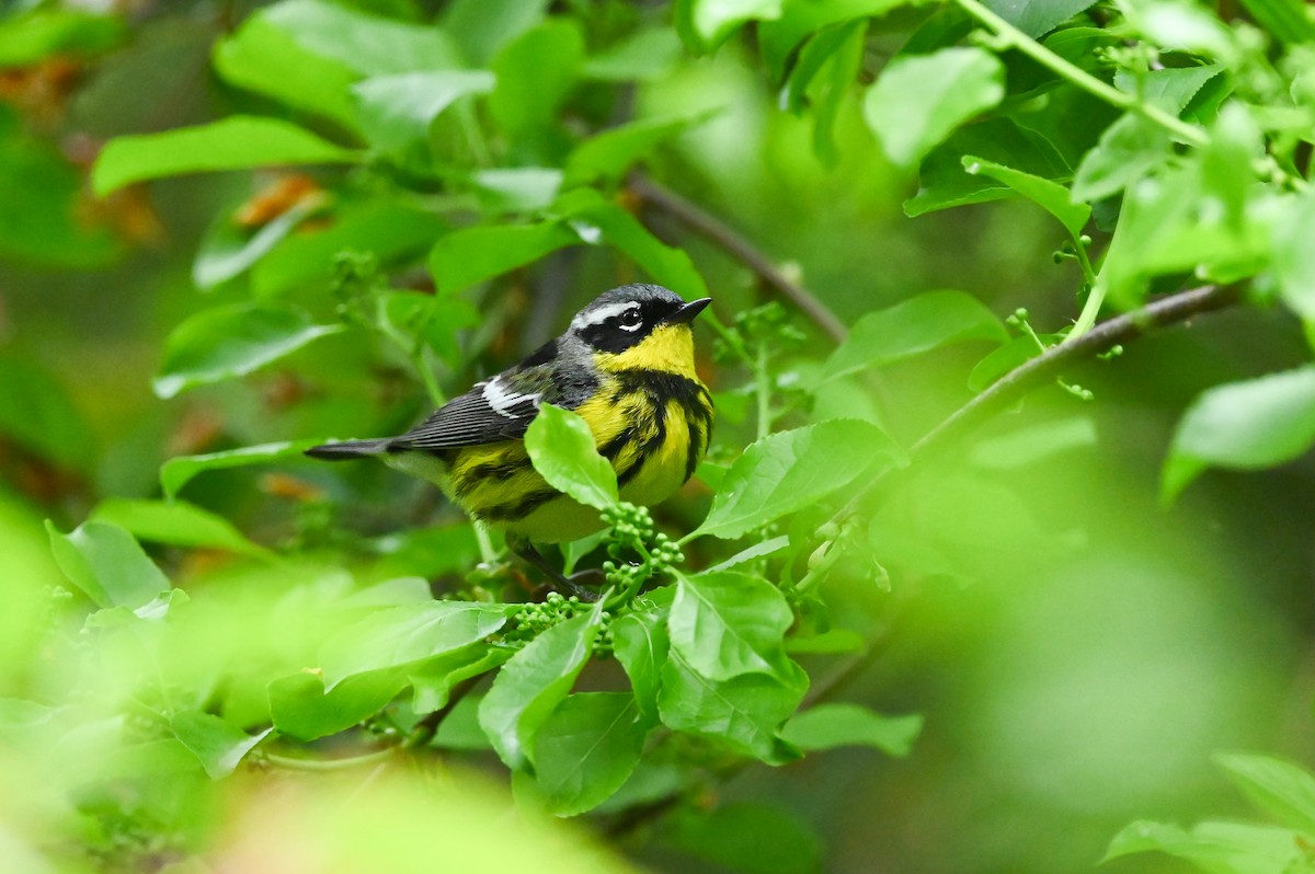 Magnolia Warbler - Dan O'Brien