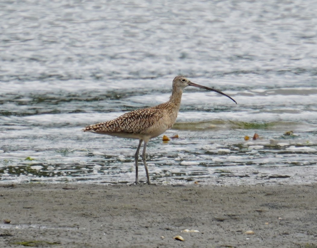 Long-billed Curlew - ML619192124