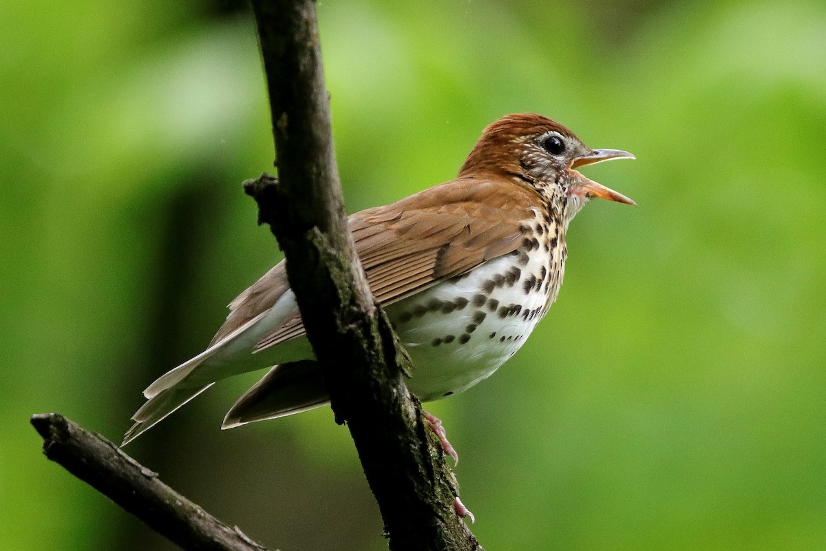 Wood Thrush - william andermann