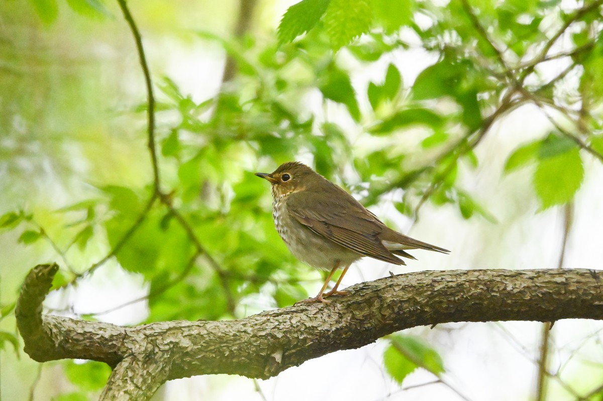 Swainson's Thrush (Olive-backed) - Dan O'Brien