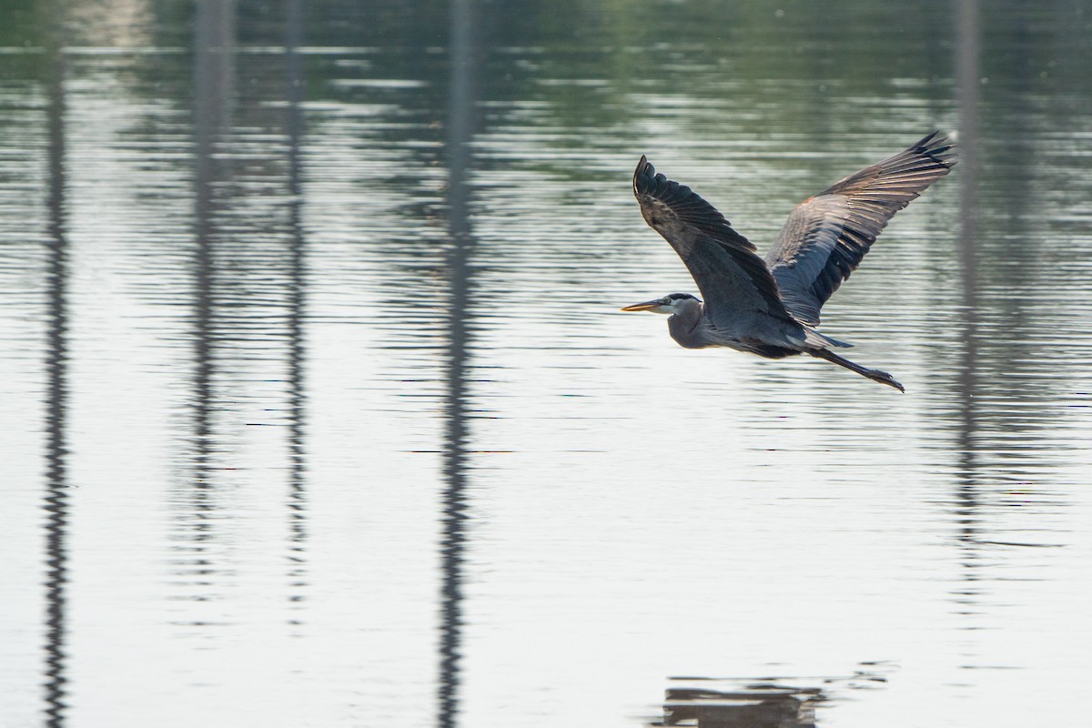 Great Blue Heron - ML619192145