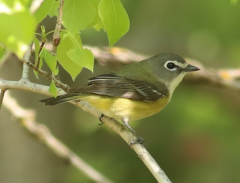 Blue-headed Vireo - Dennis Haessly