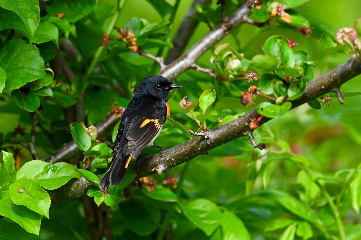 American Redstart - ML619192169