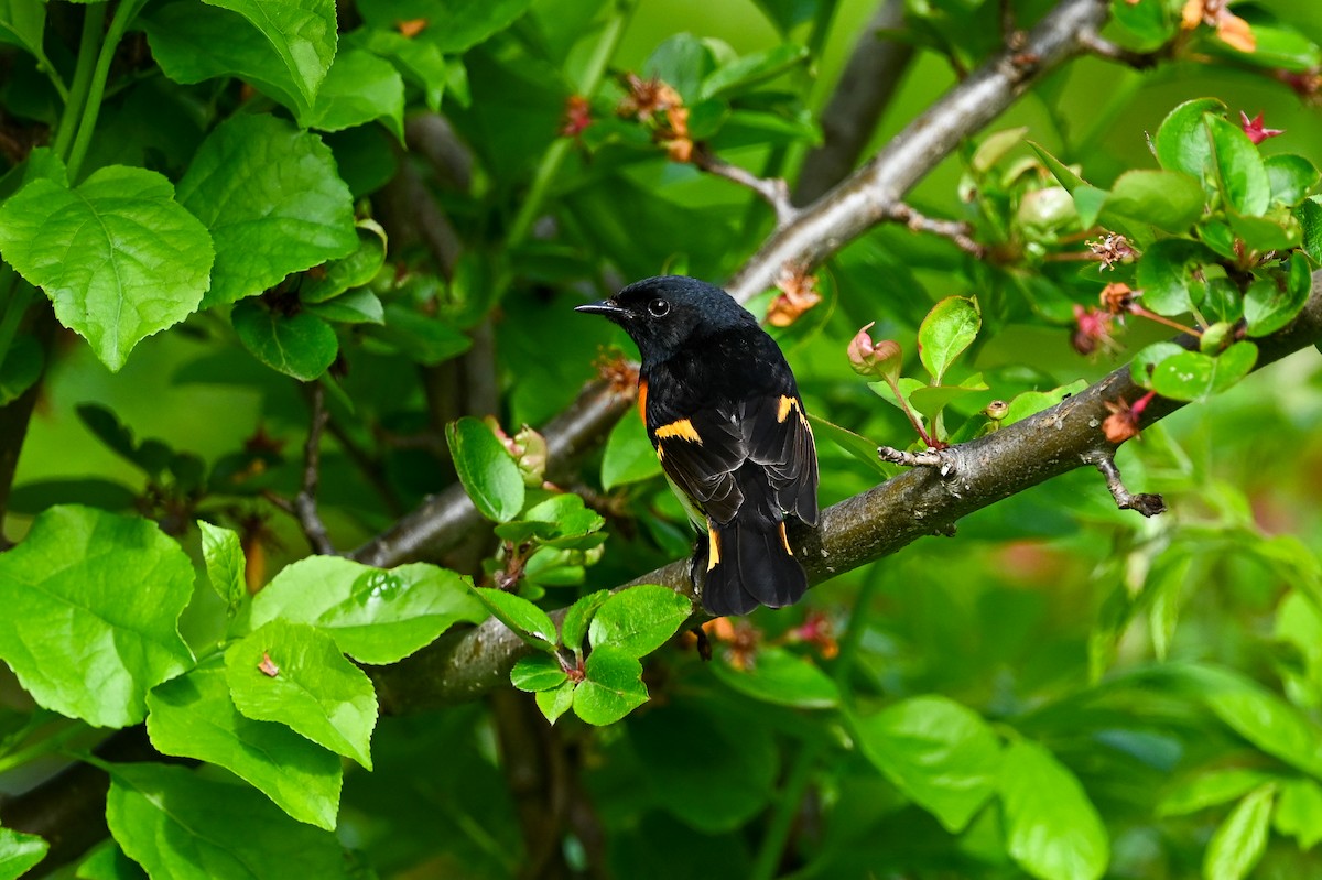 American Redstart - ML619192178