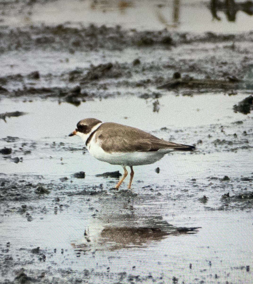 Semipalmated Plover - Morgan Mattingly 🐍