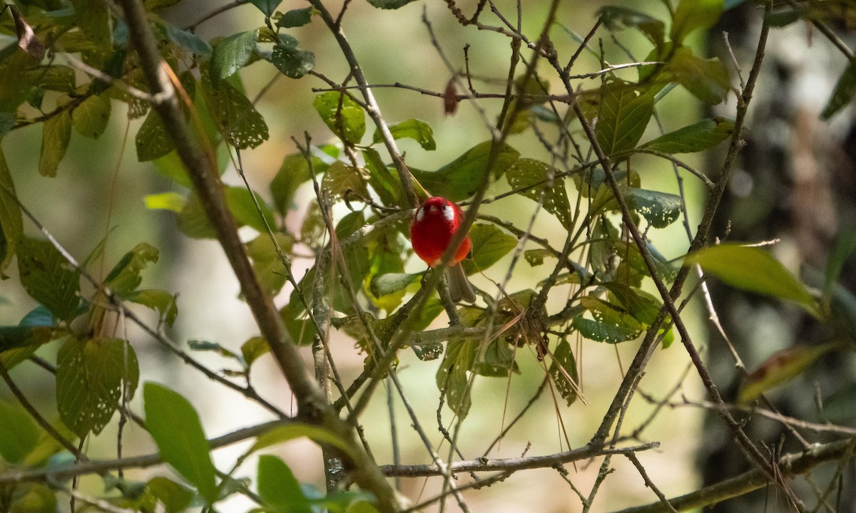 Red Warbler - Laura Voight