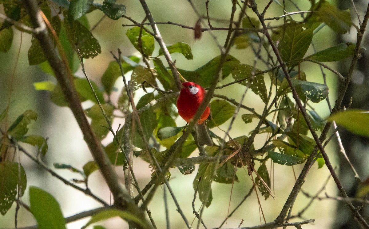 Red Warbler - ML619192231