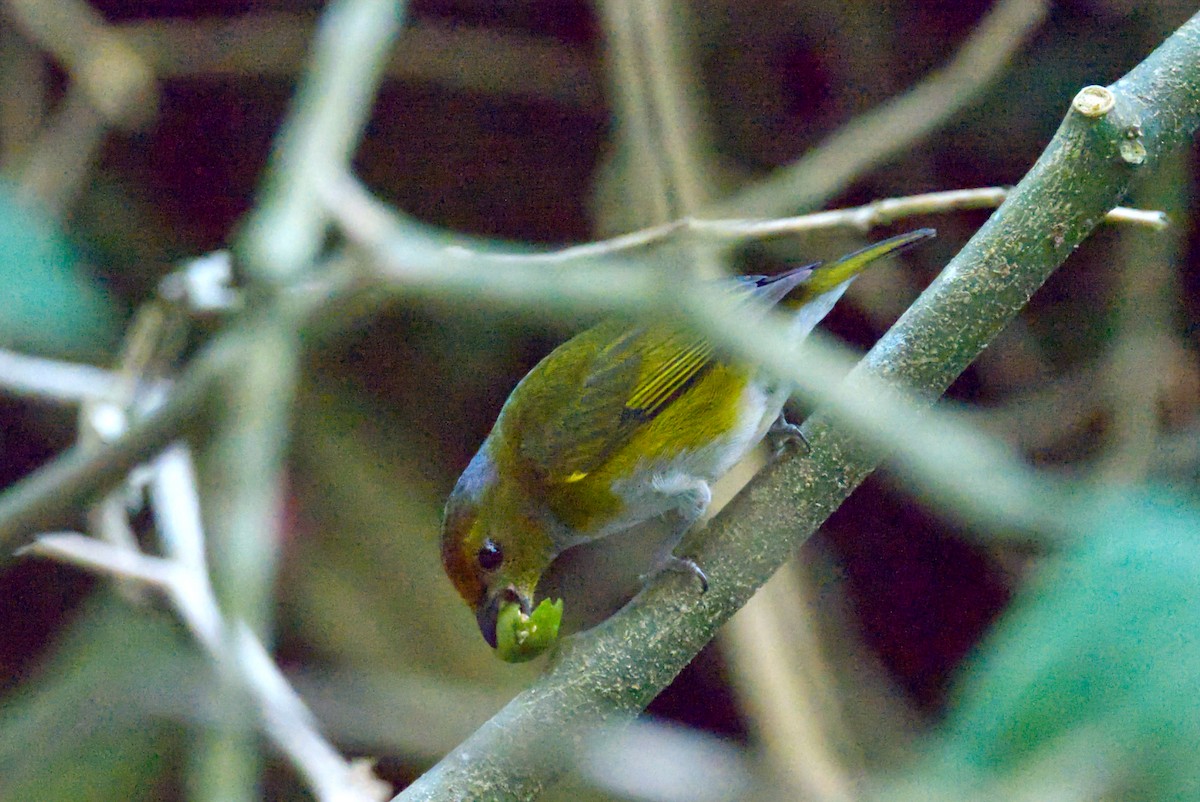 Tawny-capped Euphonia - Travis Vance