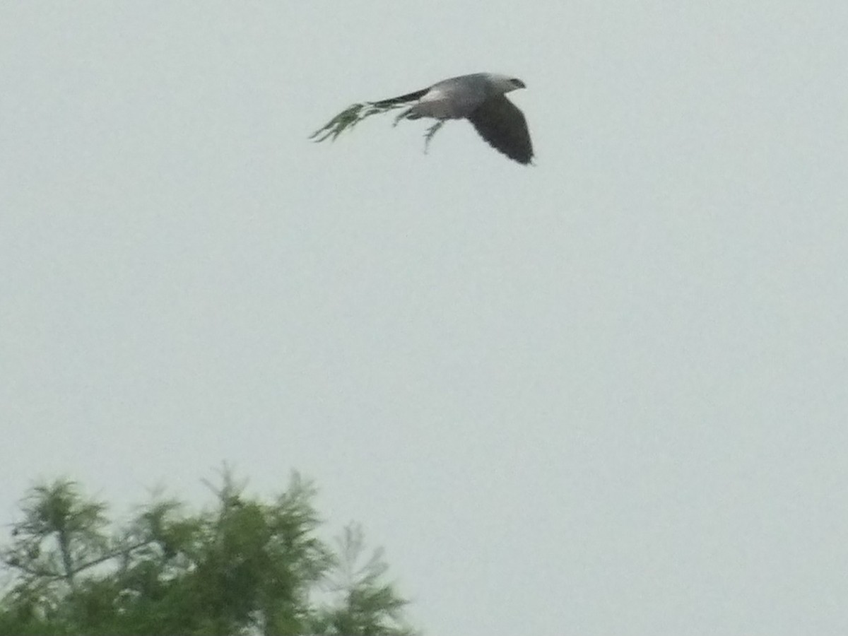 Mississippi Kite - Jerhemy Lonzo