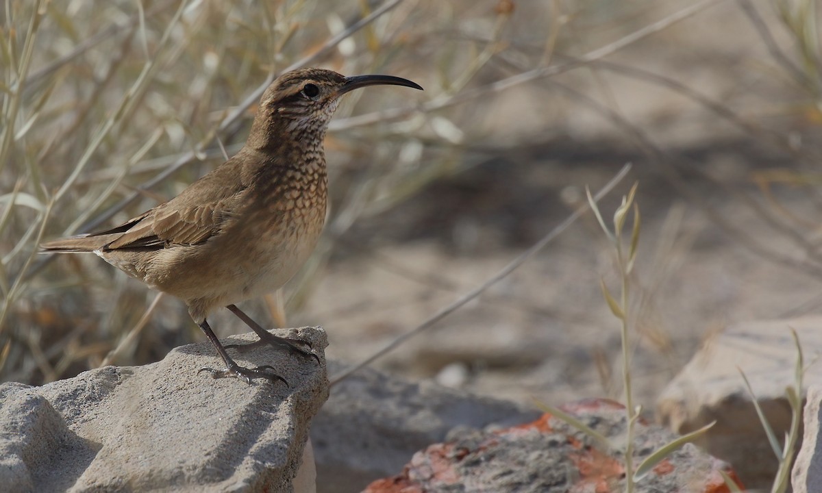 Scale-throated Earthcreeper - ML619192237