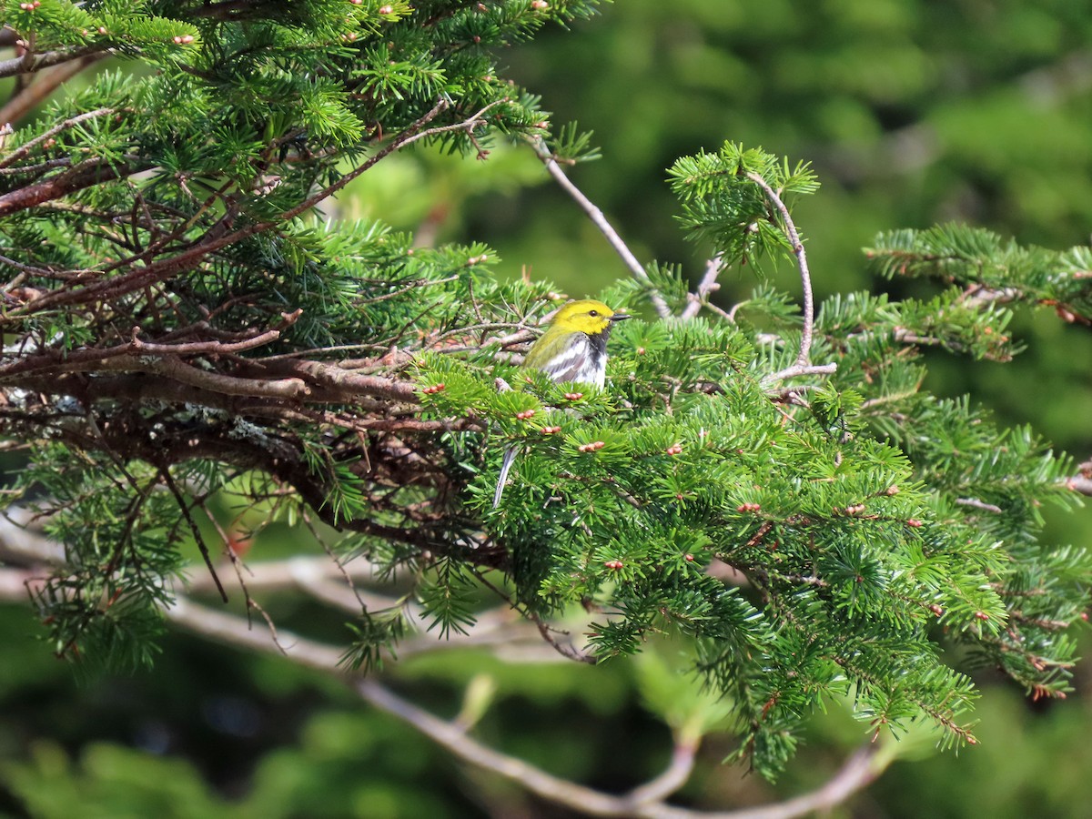 Black-throated Green Warbler - Donald Slick