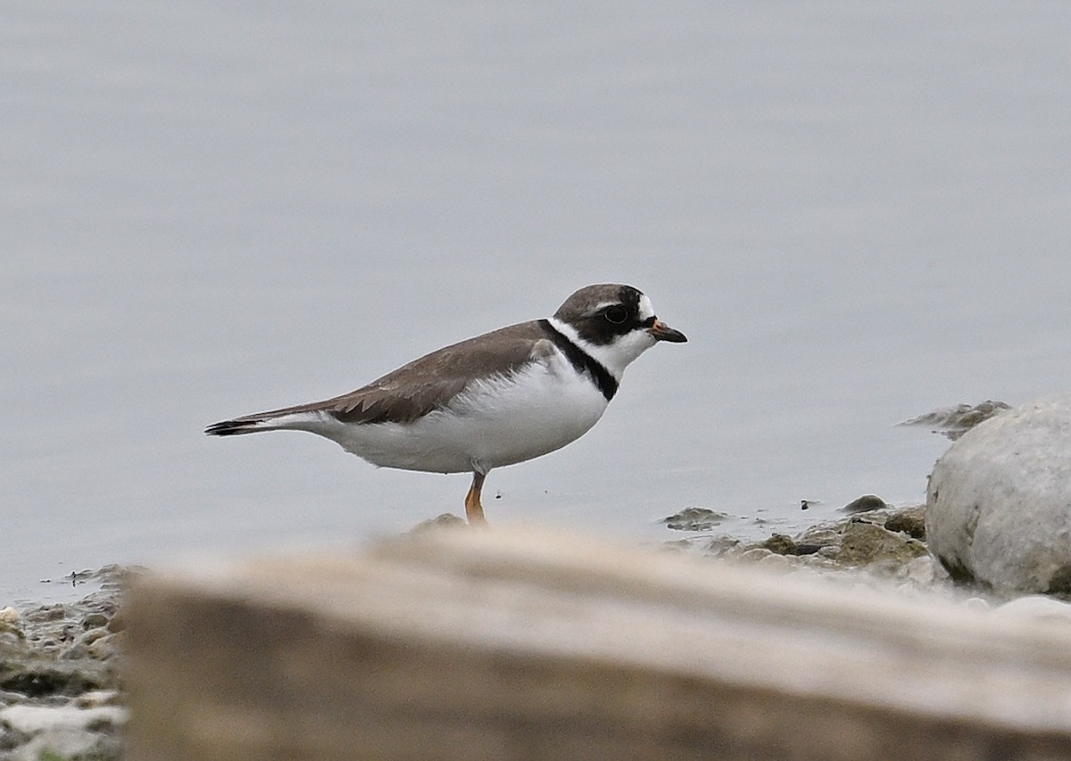 Semipalmated Plover - ML619192265