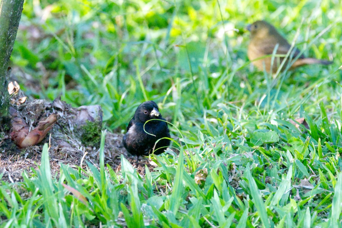 Variable Seedeater - Travis Vance