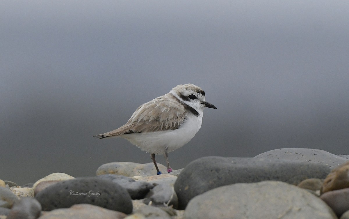 Snowy Plover - Catherine Zinsky