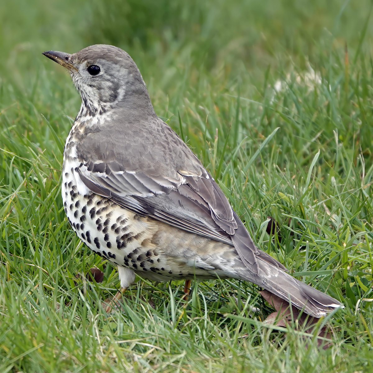 Mistle Thrush - ML619192285