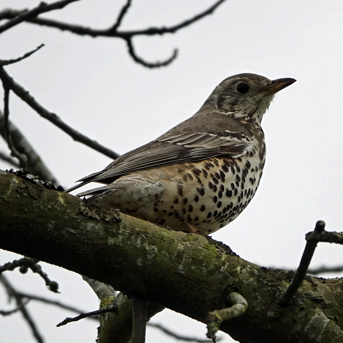 Mistle Thrush - Gavin Stone