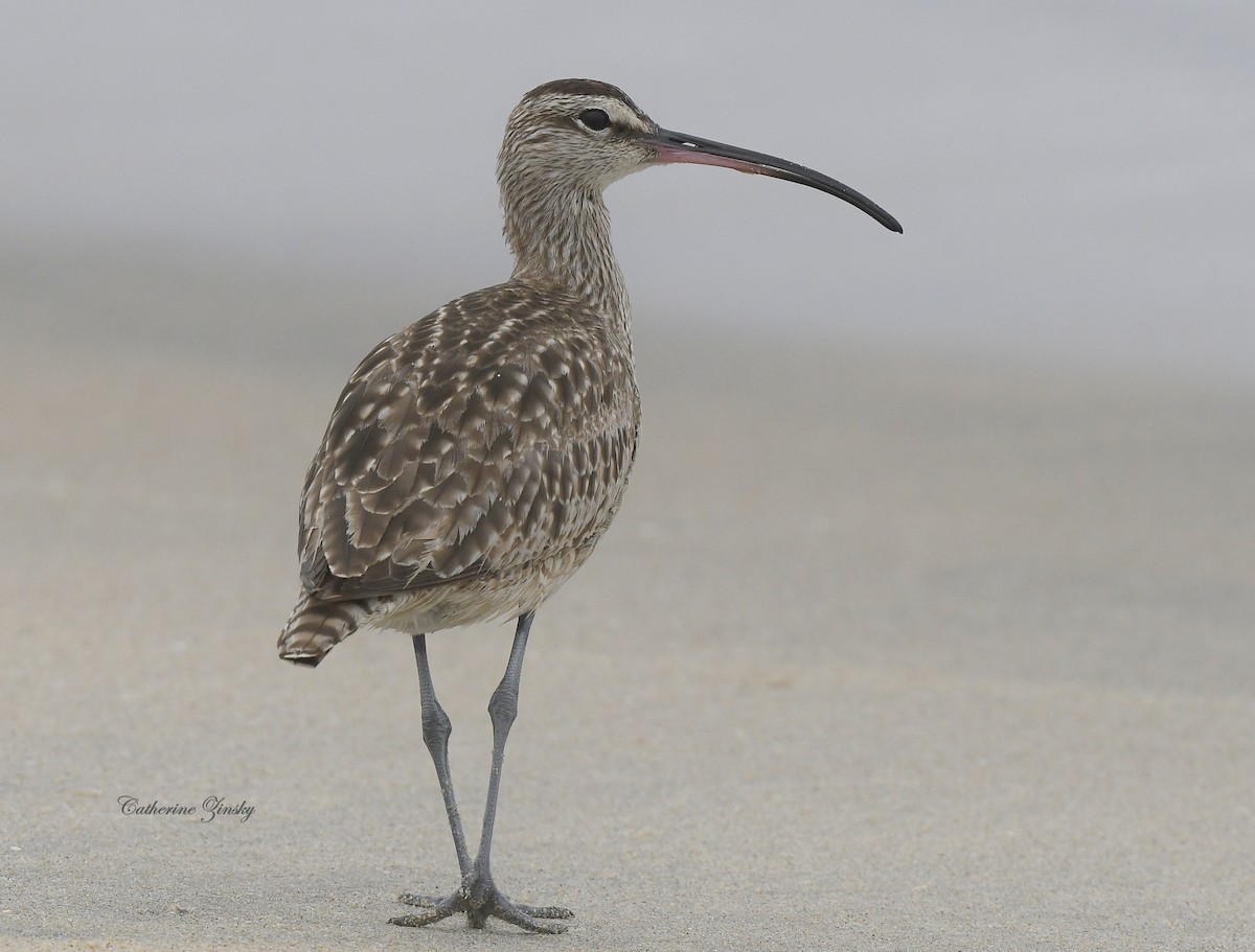 Whimbrel - Catherine Zinsky