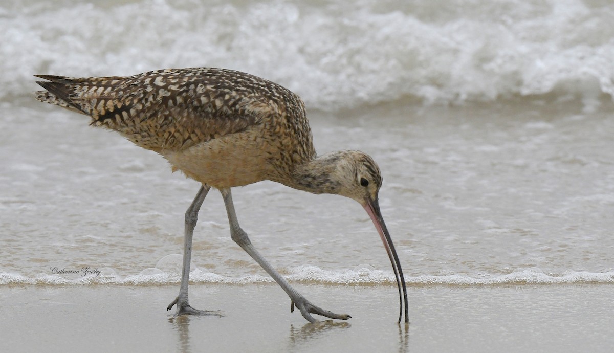 Long-billed Curlew - Catherine Zinsky