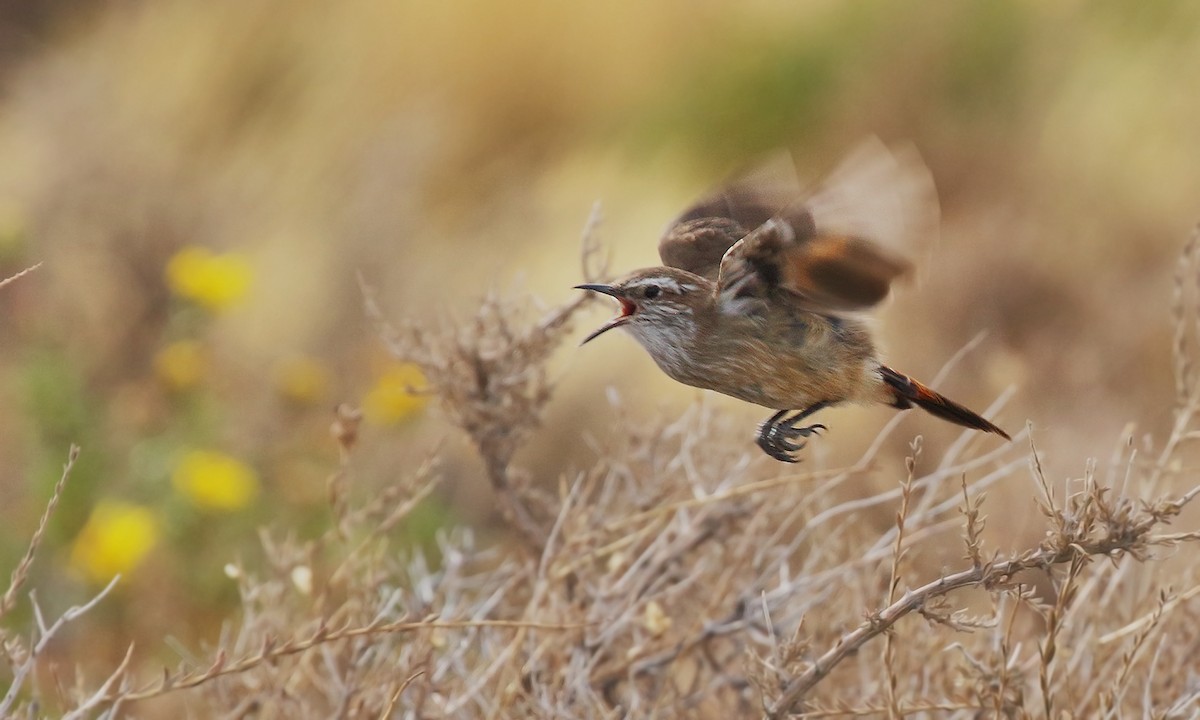 Band-tailed Earthcreeper - ML619192306