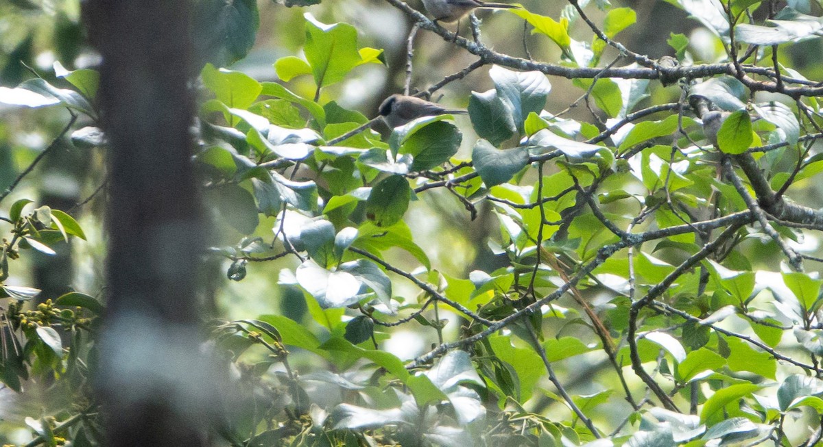 Bushtit - Laura Voight