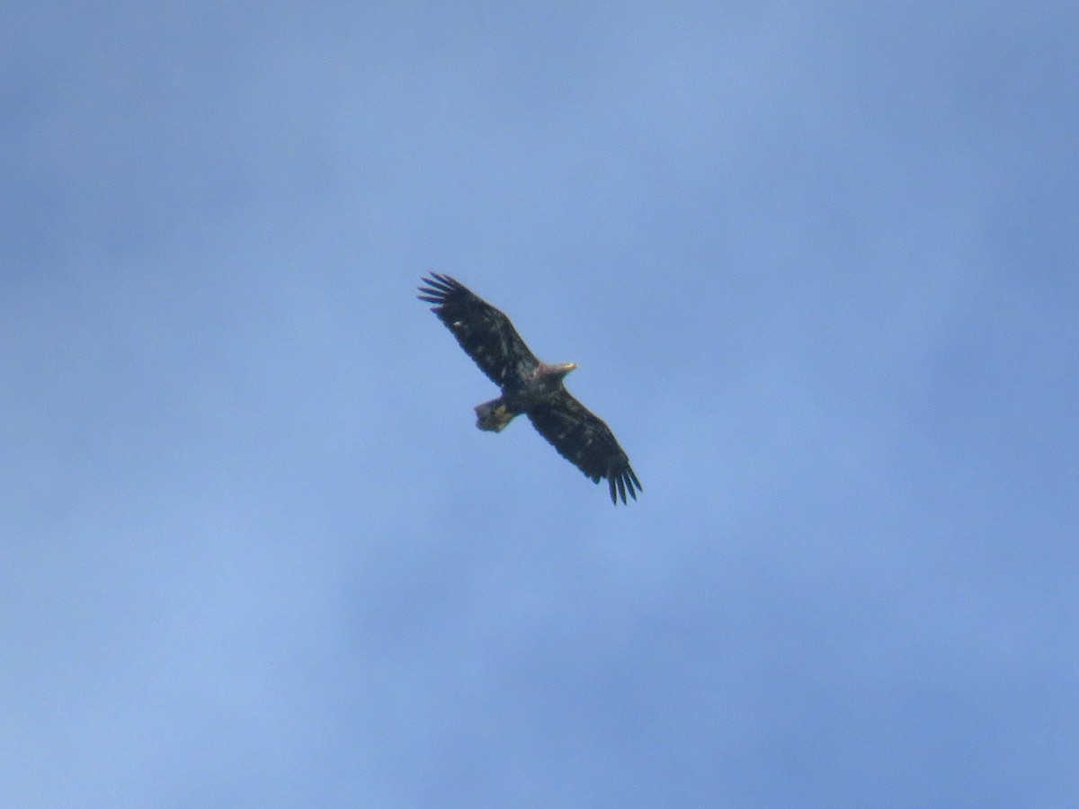 Bald Eagle - Michel Turcot