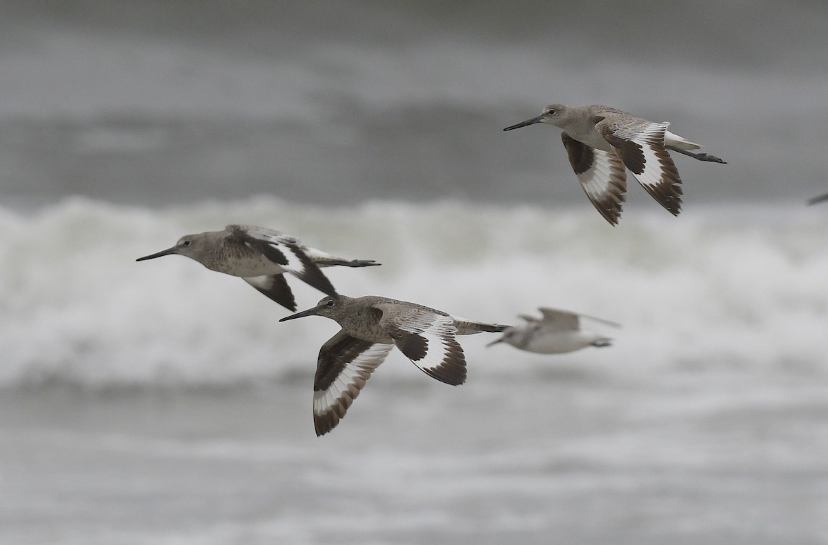 Willet - Catherine Zinsky