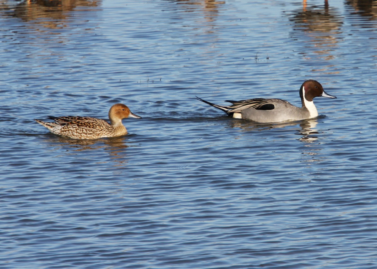 Northern Pintail - William Clark