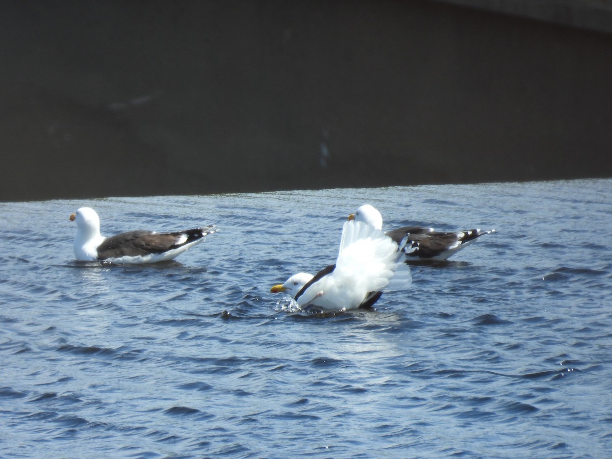 Great Black-backed Gull - Trish Berube