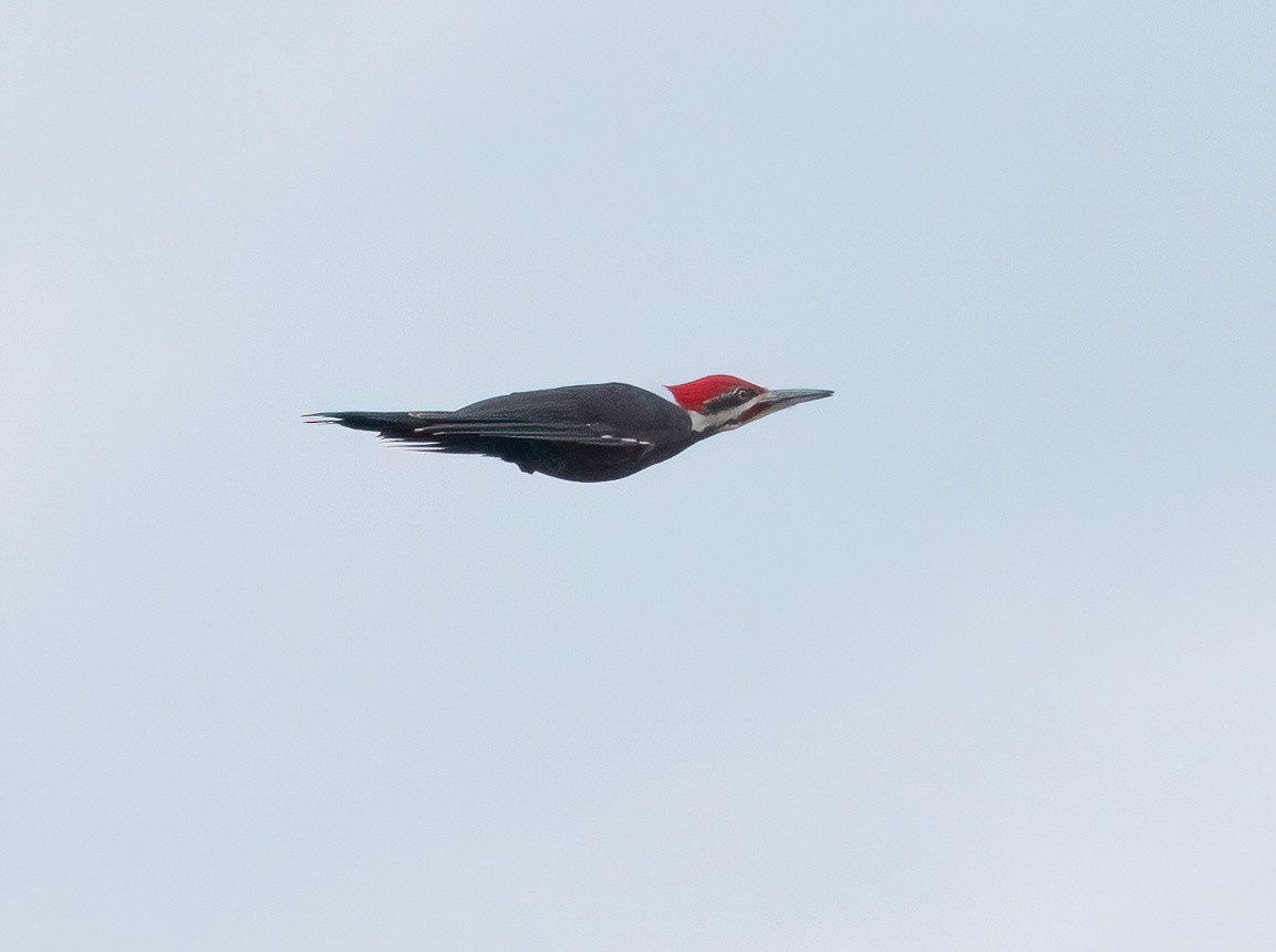 Pileated Woodpecker - Julie Paquette