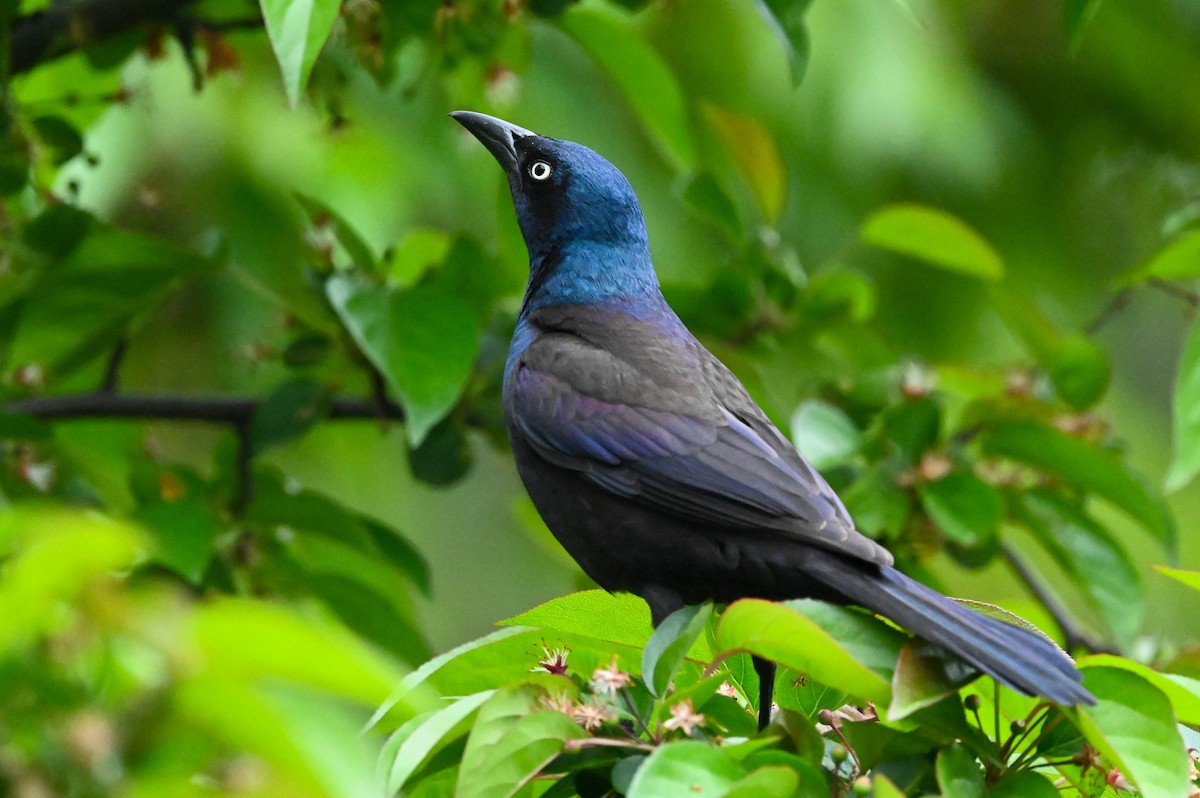 Common Grackle - Dan O'Brien