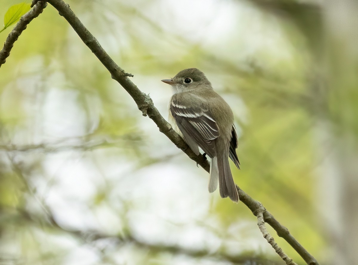 Least Flycatcher - Julie Paquette