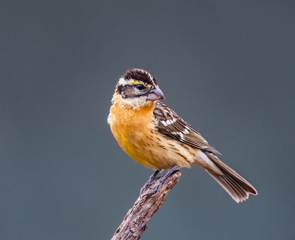 Black-headed Grosbeak - Jim Merritt